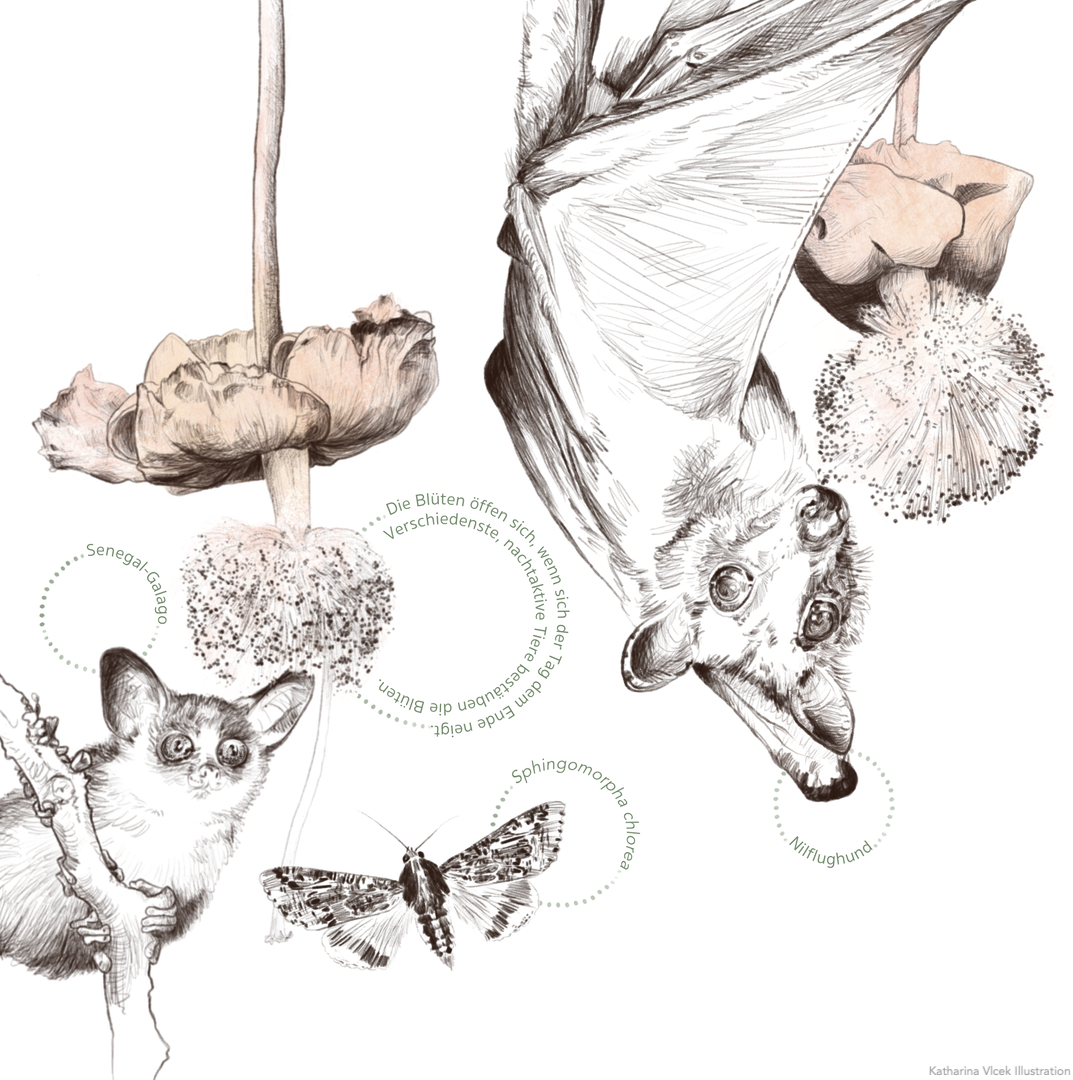 Buschbaby%20und%20Flughund