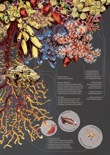 KoralligenINfografikIllu_1%20%281%29