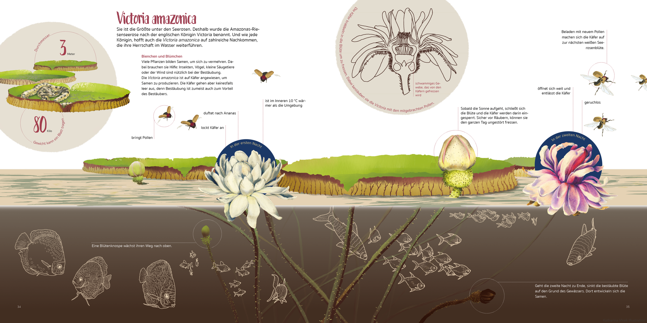 amazonien%20seerose%20amazonas