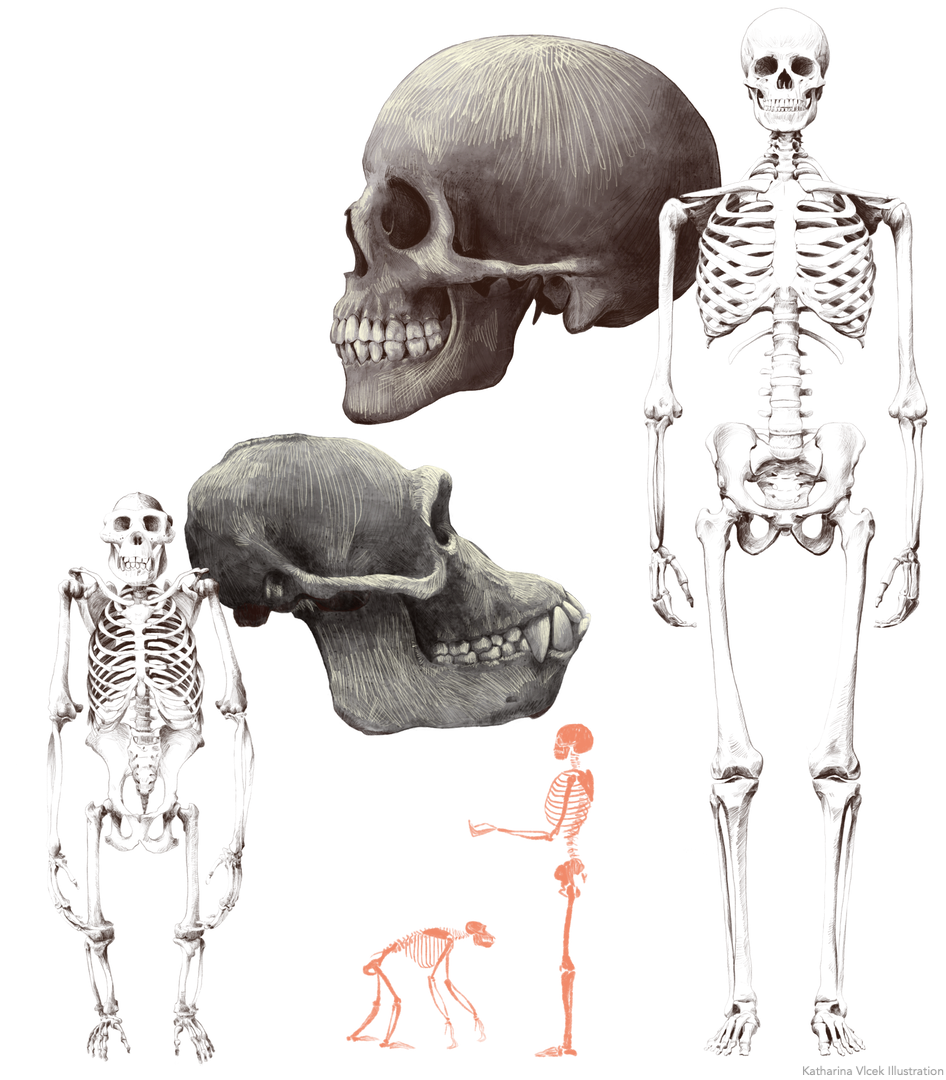 evolution%20mensch%20website