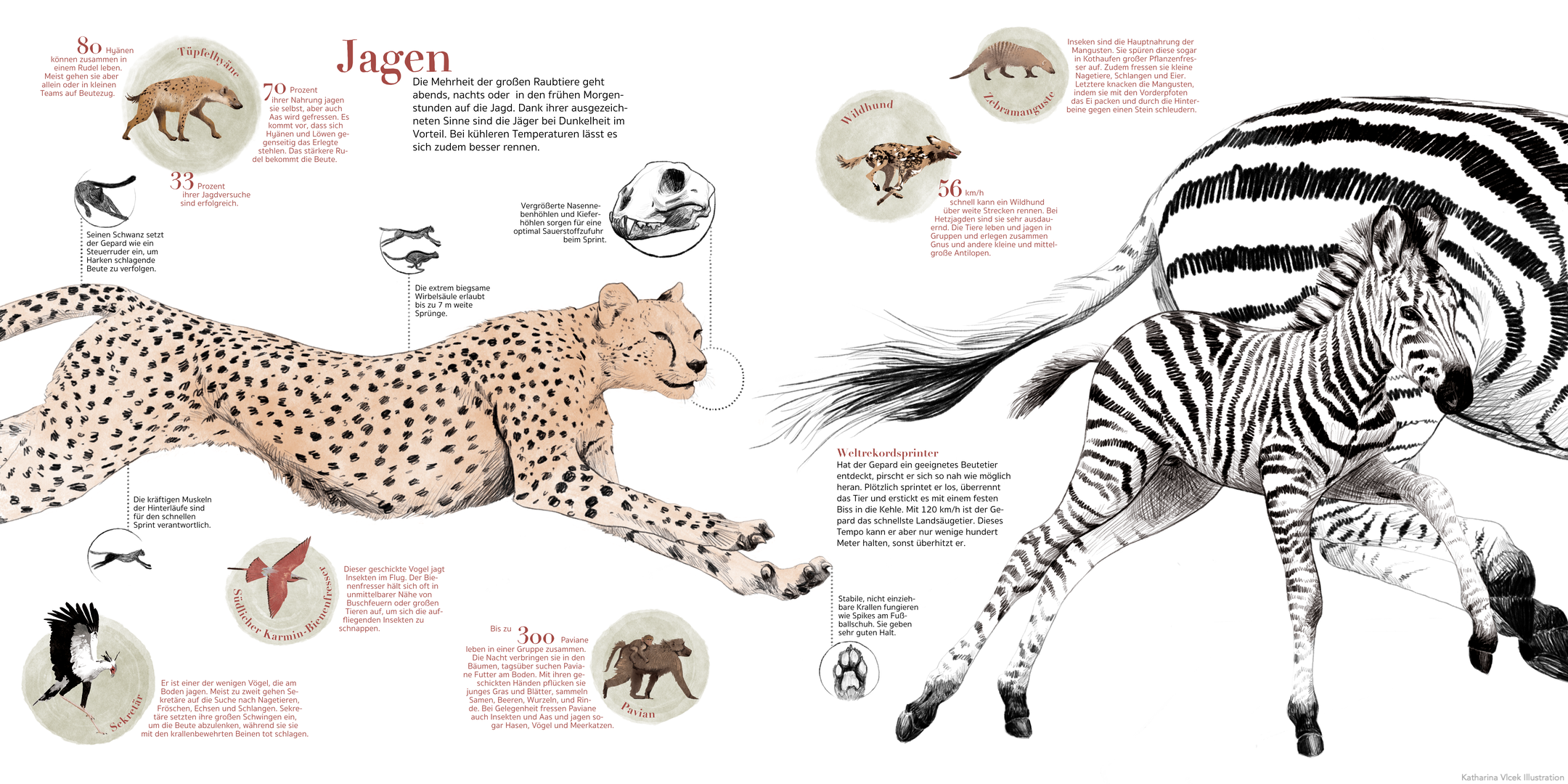 savannen%20jagd%20afrika