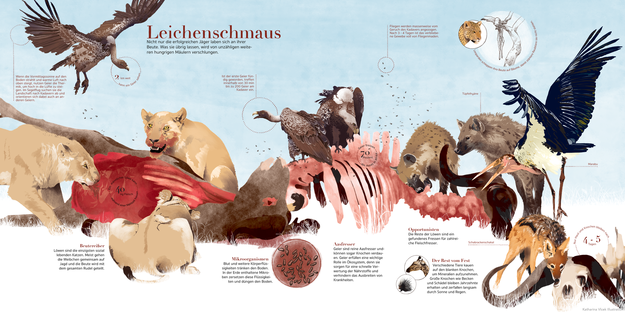 savannen%20tiere%20ernährung%20afrika